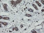 PDIA3 Antibody in Immunohistochemistry (Paraffin) (IHC (P))