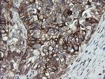 PDIA3 Antibody in Immunohistochemistry (Paraffin) (IHC (P))