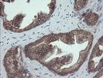 PDIA3 Antibody in Immunohistochemistry (Paraffin) (IHC (P))