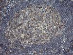 PDIA3 Antibody in Immunohistochemistry (Paraffin) (IHC (P))