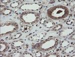 PDIA3 Antibody in Immunohistochemistry (Paraffin) (IHC (P))