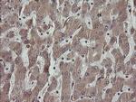 PDIA3 Antibody in Immunohistochemistry (Paraffin) (IHC (P))