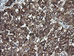 PDIA3 Antibody in Immunohistochemistry (Paraffin) (IHC (P))