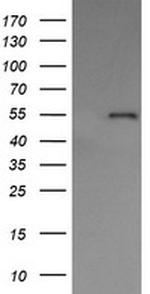 PDIA3 Antibody in Western Blot (WB)