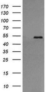 PDIA3 Antibody in Western Blot (WB)