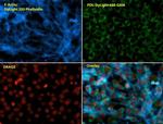 PDI Antibody in Immunocytochemistry (ICC/IF)