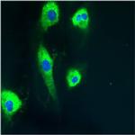 PDI Antibody in Immunocytochemistry (ICC/IF)