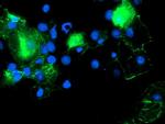 PDLIM2 Antibody in Immunocytochemistry (ICC/IF)