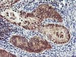 PDLIM2 Antibody in Immunohistochemistry (Paraffin) (IHC (P))