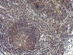 PDLIM2 Antibody in Immunohistochemistry (Paraffin) (IHC (P))