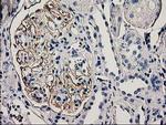 PDLIM2 Antibody in Immunohistochemistry (Paraffin) (IHC (P))