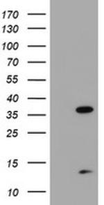 PDLIM2 Antibody in Western Blot (WB)