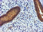 PDSS2 Antibody in Immunohistochemistry (Paraffin) (IHC (P))