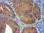 PDSS2 Antibody in Immunohistochemistry (Paraffin) (IHC (P))