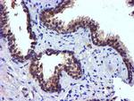 PDSS2 Antibody in Immunohistochemistry (Paraffin) (IHC (P))