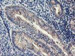 PDSS2 Antibody in Immunohistochemistry (Paraffin) (IHC (P))