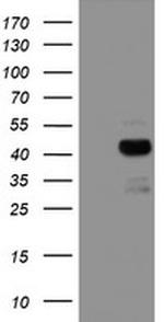 PDSS2 Antibody in Western Blot (WB)