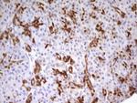 PDX1 Antibody in Immunohistochemistry (Paraffin) (IHC (P))