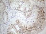 PDX1 Antibody in Immunohistochemistry (Paraffin) (IHC (P))