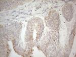 PDX1 Antibody in Immunohistochemistry (Paraffin) (IHC (P))