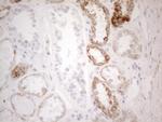 PDX1 Antibody in Immunohistochemistry (Paraffin) (IHC (P))