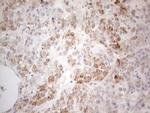 PDX1 Antibody in Immunohistochemistry (Paraffin) (IHC (P))