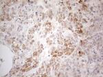 PDX1 Antibody in Immunohistochemistry (Paraffin) (IHC (P))