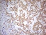 PDX1 Antibody in Immunohistochemistry (Paraffin) (IHC (P))