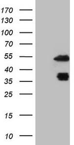 PDX1 Antibody in Western Blot (WB)