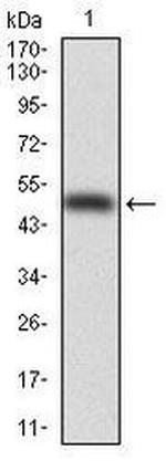 PDX1 Antibody in Western Blot (WB)