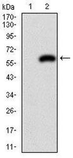 PDX1 Antibody in Western Blot (WB)