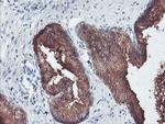 PECI Antibody in Immunohistochemistry (Paraffin) (IHC (P))