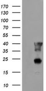 PECI Antibody in Western Blot (WB)