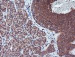 PECR Antibody in Immunohistochemistry (Paraffin) (IHC (P))