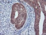 PECR Antibody in Immunohistochemistry (Paraffin) (IHC (P))