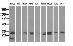 PECR Antibody in Western Blot (WB)