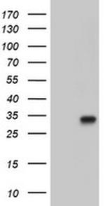 PECR Antibody in Western Blot (WB)