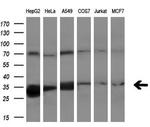 PECR Antibody in Western Blot (WB)