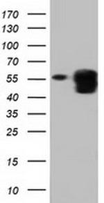 PEPD Antibody in Western Blot (WB)