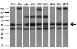 PEPD Antibody in Western Blot (WB)