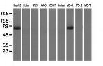 PEX5 Antibody in Western Blot (WB)