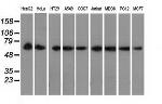 PEX5 Antibody in Western Blot (WB)