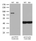 PEX5 Antibody in Western Blot (WB)