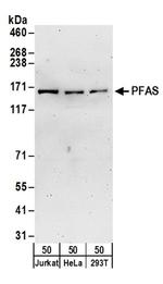 PFAS Antibody in Western Blot (WB)