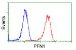 PFN1 Antibody in Flow Cytometry (Flow)