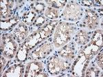 PFN1 Antibody in Immunohistochemistry (Paraffin) (IHC (P))