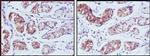 PGA5 Antibody in Immunohistochemistry (Paraffin) (IHC (P))