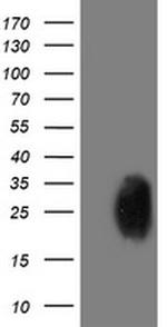 PGAM2 Antibody in Western Blot (WB)