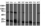 PGAM2 Antibody in Western Blot (WB)