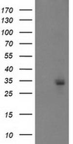 PGAM2 Antibody in Western Blot (WB)